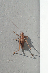 Pholidoptera griseoaptera