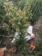 Erigeron canadensis
