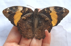 Opsiphanes quiteria meridionalis