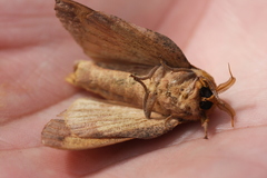 Syssphinx blanchardi