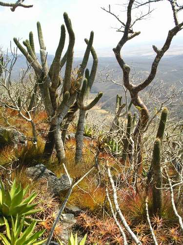 Cephalocereus nizandensis