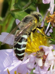 Bembix americana spinolae