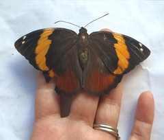Opsiphanes quiteria meridionalis