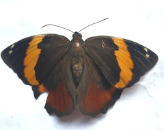 Opsiphanes quiteria meridionalis