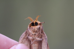 Syssphinx blanchardi