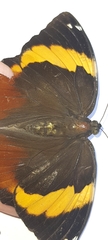 Opsiphanes quiteria meridionalis