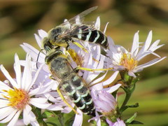 Bembix americana spinolae
