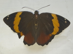 Opsiphanes quiteria meridionalis