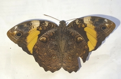 Opsiphanes quiteria meridionalis