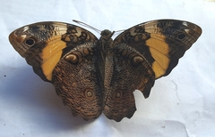 Opsiphanes quiteria meridionalis