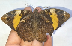 Opsiphanes quiteria meridionalis