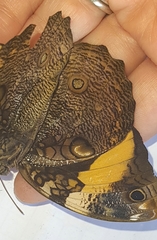 Opsiphanes quiteria meridionalis