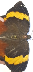 Opsiphanes quiteria meridionalis