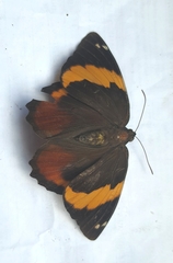 Opsiphanes quiteria meridionalis