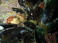 Choromytilus meridionalis