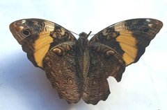 Opsiphanes quiteria meridionalis