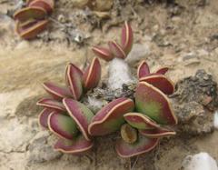 Adromischus caryophyllaceus