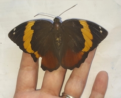 Opsiphanes quiteria meridionalis