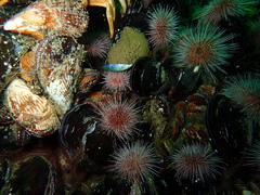 Choromytilus meridionalis