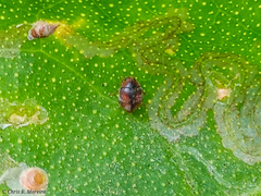 Scymnobius ecuadoricus