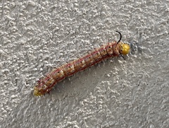 Anisota pellucida