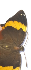 Opsiphanes quiteria meridionalis