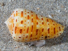 Conus genuanus