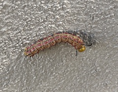 Anisota pellucida