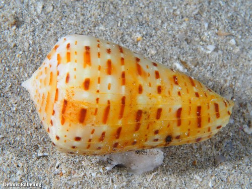 Conus genuanus, 2021-09-07