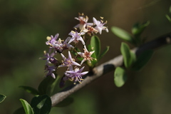 Ehretia rigida nervifolia