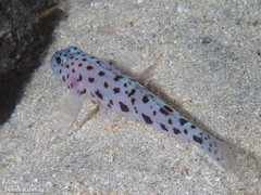 Thorogobius ephippiatus