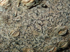 Pseudoschismatomma rufescens