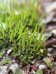 Anthoceros