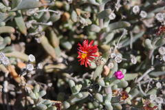 Malephora purpureocrocea