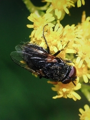 Diptera