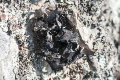 Xanthoparmelia hottentotta