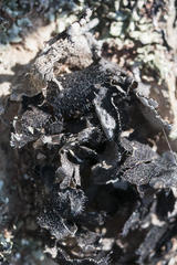 Xanthoparmelia hottentotta