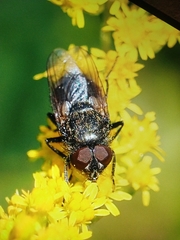Diptera