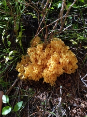 Ramaria largentii