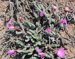 Brianhuntleya intrusa