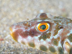 Sphoeroides marmoratus