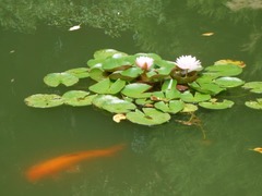Nymphaea pubescens