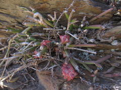 Cynanchum viminale viminale