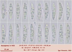 Crocicreas coronatum