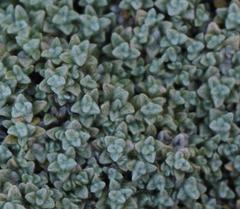 Helichrysum saxicola