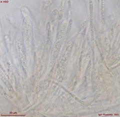 Crocicreas coronatum