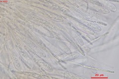 Crocicreas coronatum