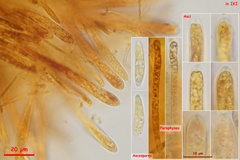 Crocicreas coronatum