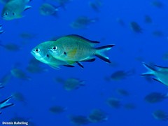 Chromis limbata