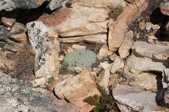 Helichrysum saxicola